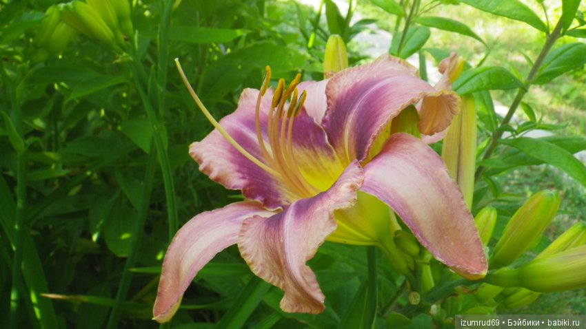 Лилейники в моем саду. Весна все ближе