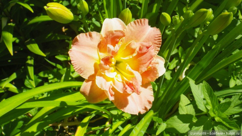 Лилейники в моем саду. Весна все ближе