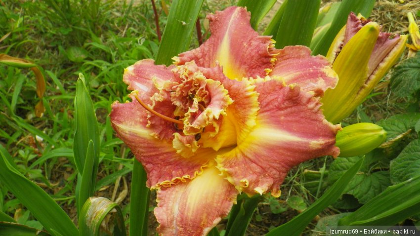 Лилейники в моем саду. Весна все ближе