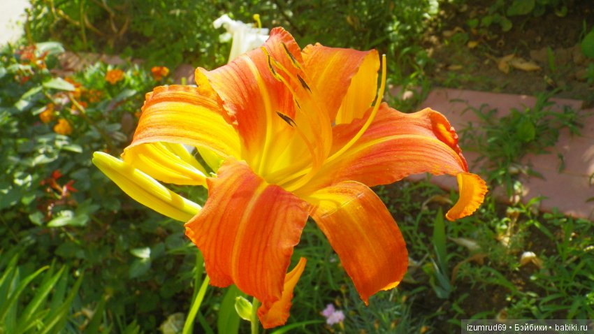 Лилейники в моем саду. Весна все ближе