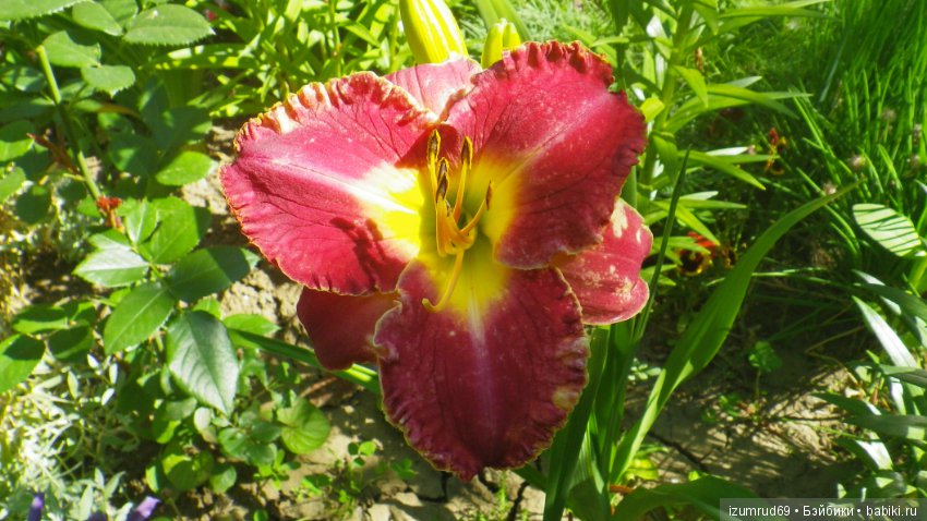 Лилейники в моем саду. Весна все ближе (фото 4)