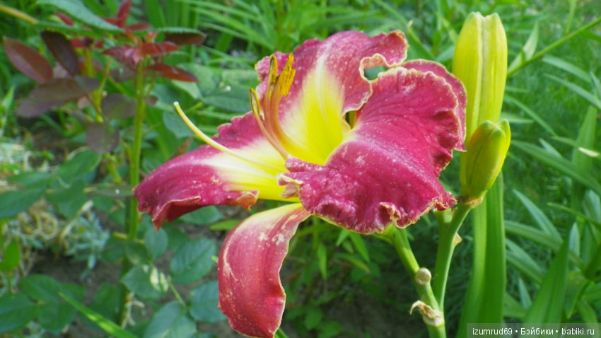 Лилейники в моем саду. Весна все ближе