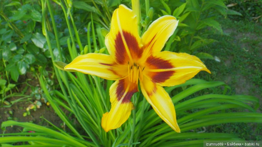 Лилейники в моем саду. Весна все ближе