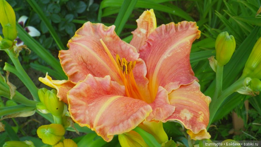 Лилейники в моем саду. Весна все ближе