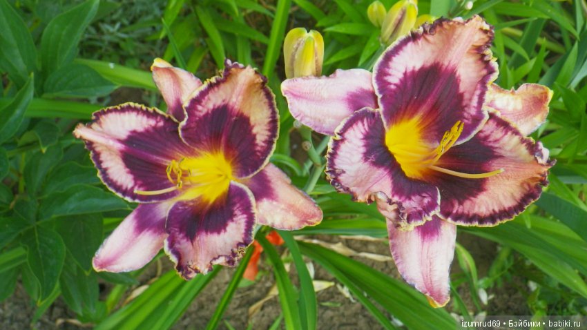 Лилейники в моем саду. Весна все ближе