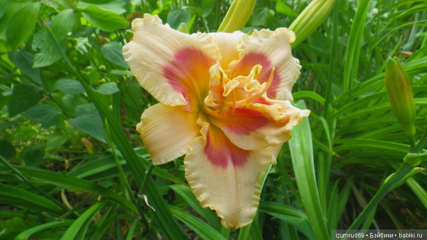 Лилейники в моем саду. Весна все ближе