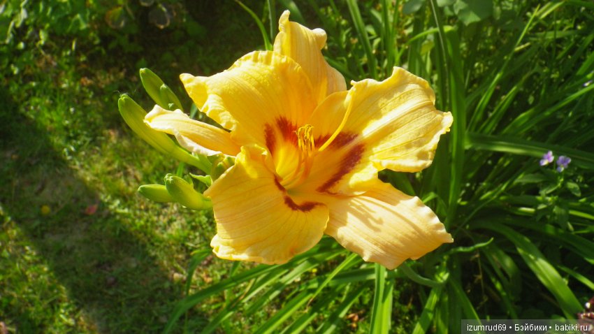 Лилейники в моем саду. Весна все ближе