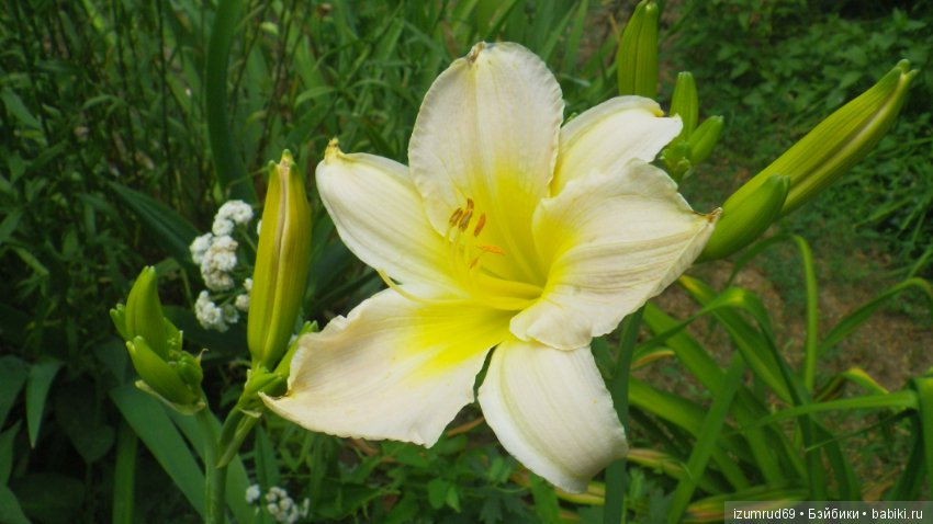 Лилейники в моем саду. Весна все ближе