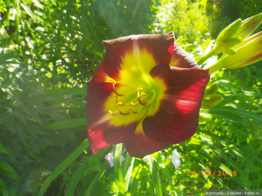Лилейники в моем саду. Весна все ближе