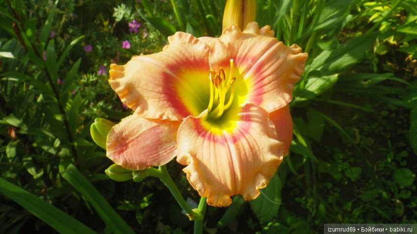 Лилейники в моем саду. Весна все ближе