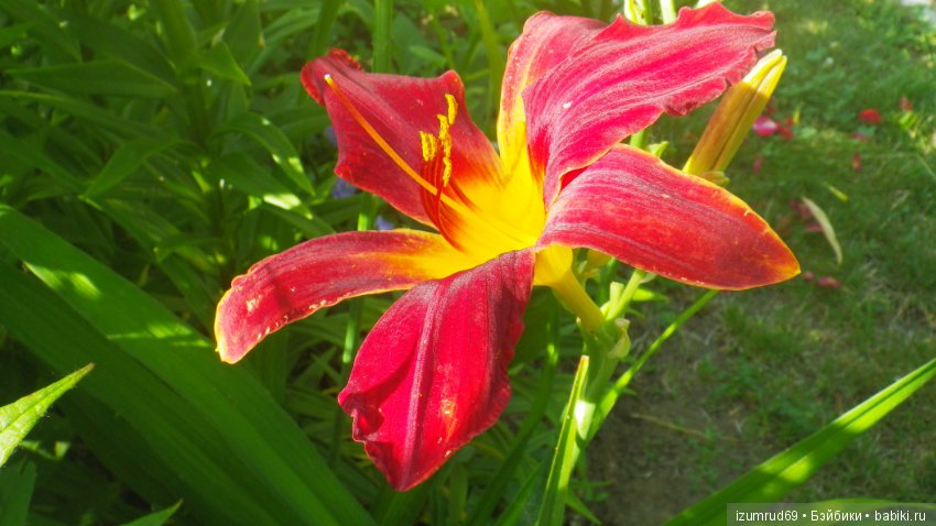 Лилейники в моем саду. Весна все ближе