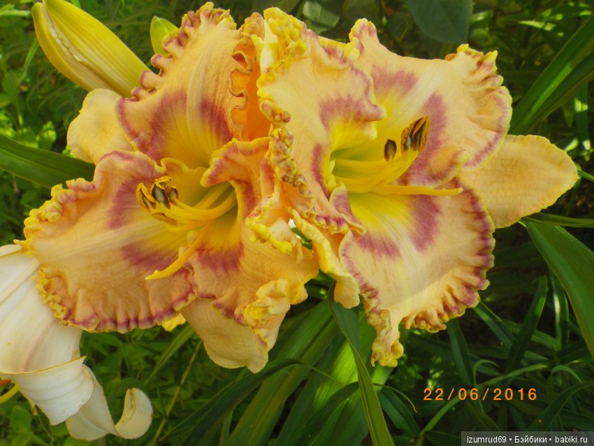 Лилейники в моем саду. Весна все ближе