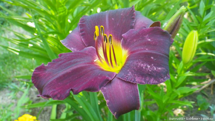 Лилейники в моем саду. Весна все ближе