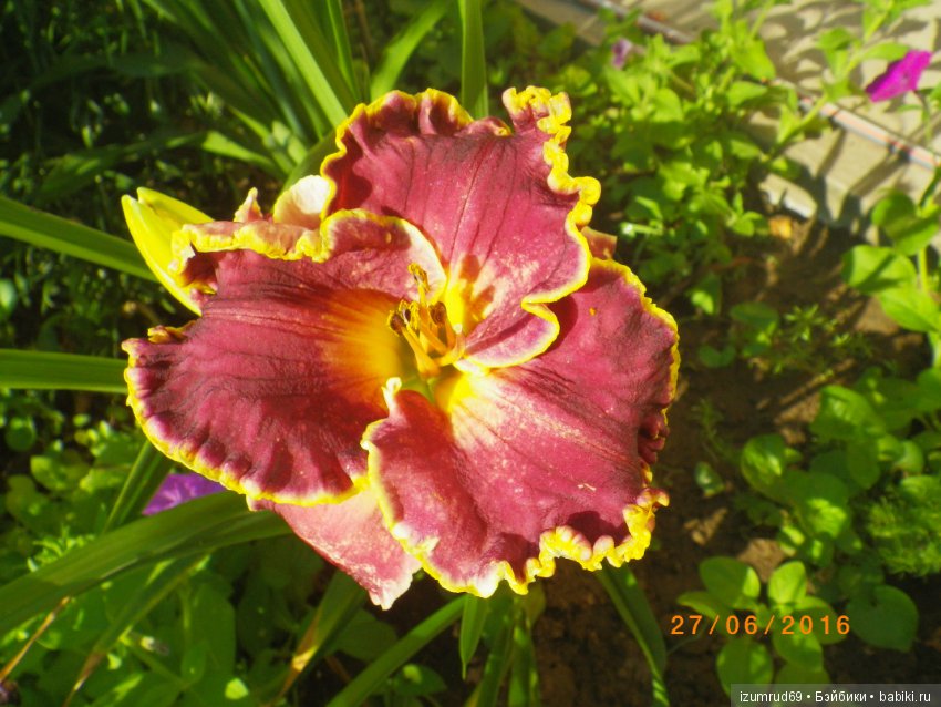 Лилейники в моем саду. Весна все ближе