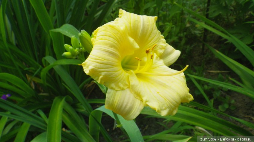 Лилейники в моем саду. Весна все ближе