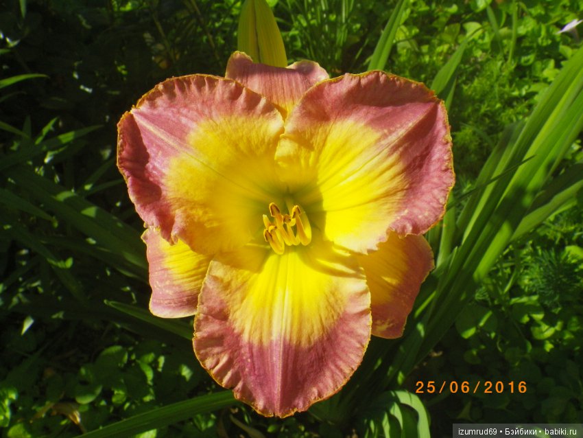 Лилейники в моем саду. Весна все ближе