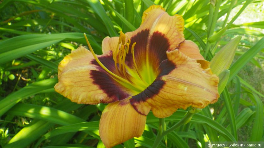 Лилейники в моем саду. Весна все ближе