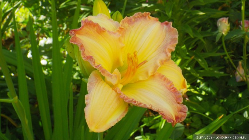 Лилейники в моем саду. Весна все ближе