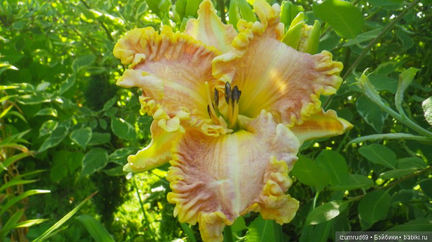 Лилейники в моем саду. Весна все ближе