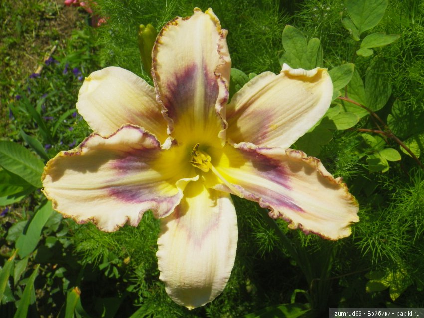 Лилейники в моем саду. Весна все ближе (фото 2)