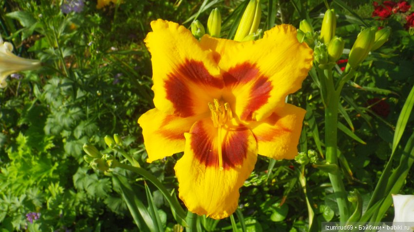 Лилейники в моем саду. Весна все ближе (фото 9)