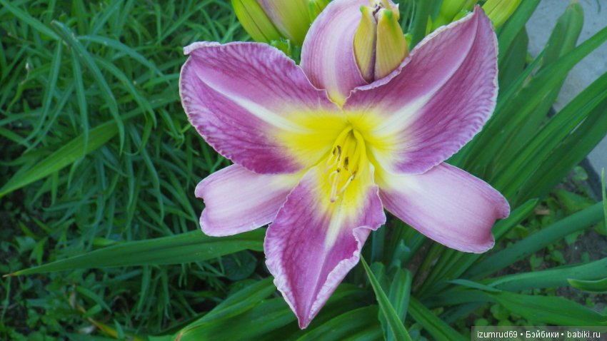 Лилейники в моем саду. Весна все ближе