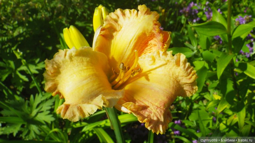 Лилейники в моем саду. Весна все ближе (фото 6)