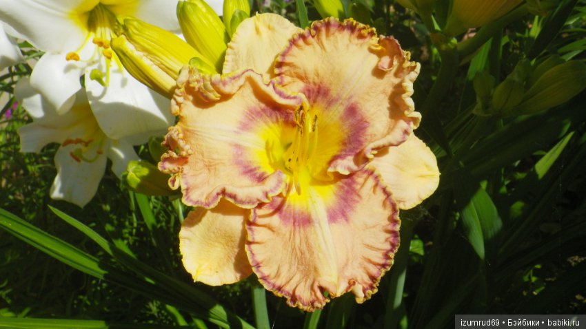 Лилейники в моем саду. Весна все ближе (фото 7)