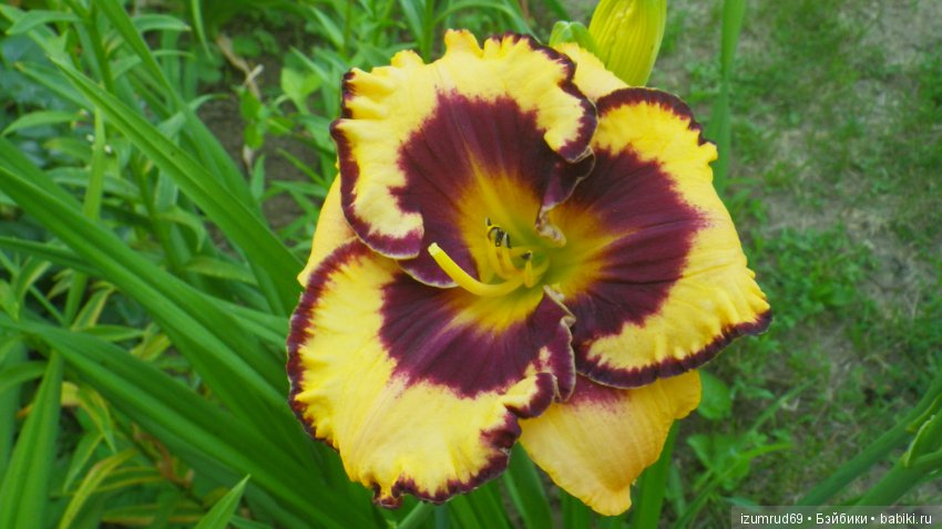 Лилейники в моем саду. Весна все ближе