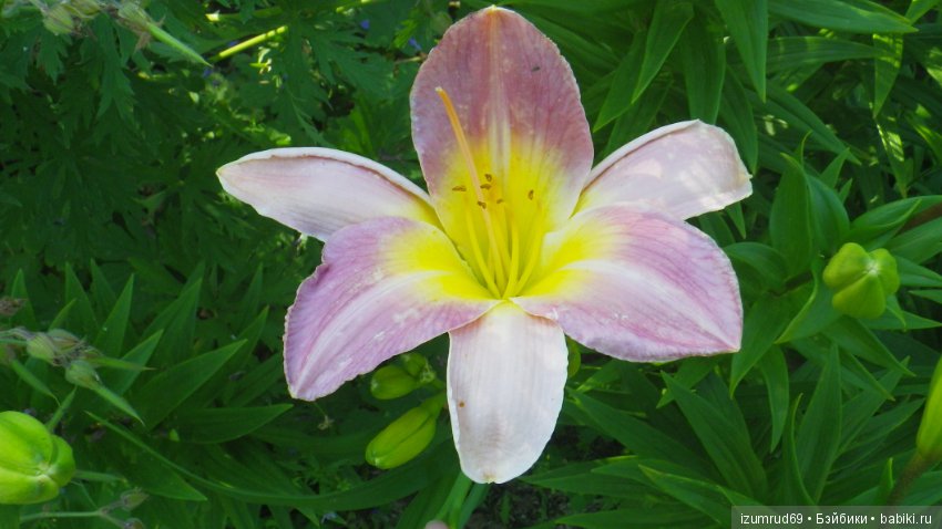 Лилейники в моем саду. Весна все ближе (фото 3)