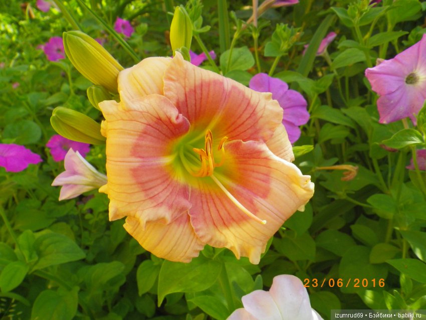 Лилейники в моем саду. Весна все ближе