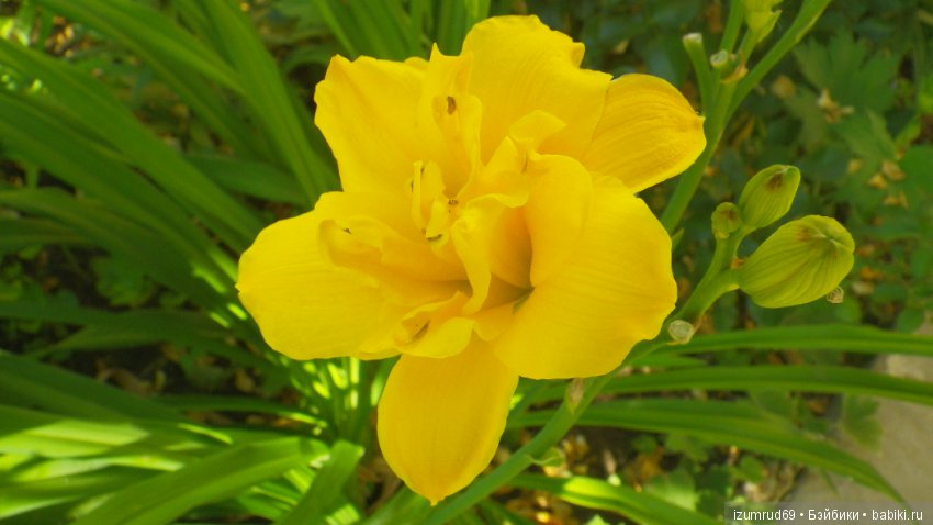 Лилейники в моем саду. Весна все ближе