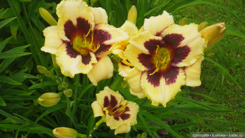 Лилейники в моем саду. Весна все ближе