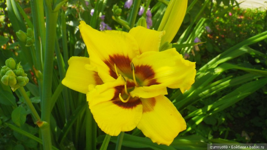 Лилейники в моем саду. Весна все ближе (фото 8)