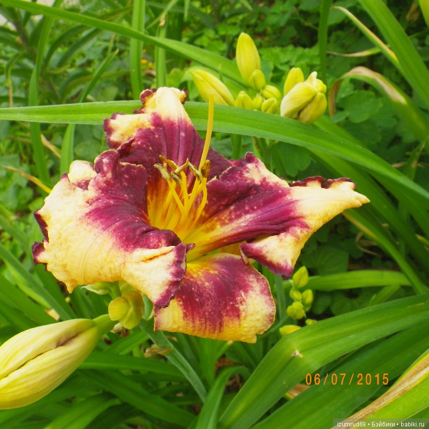 Лилейники в моем саду. Весна все ближе