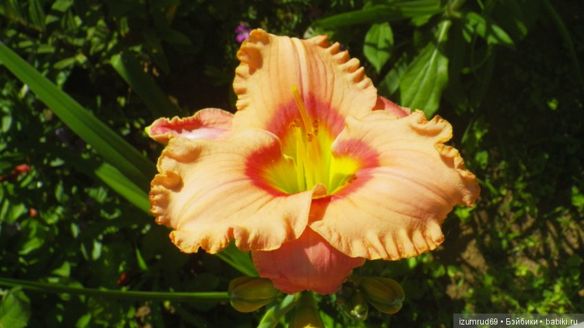 Лилейники в моем саду. Весна все ближе (фото 5)