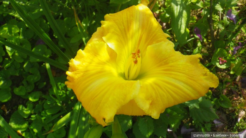 Лилейники в моем саду. Весна все ближе (фото 10)