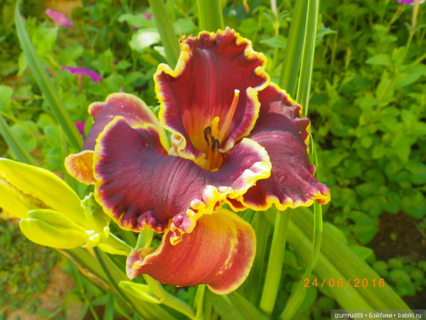 Лилейники в моем саду. Весна все ближе