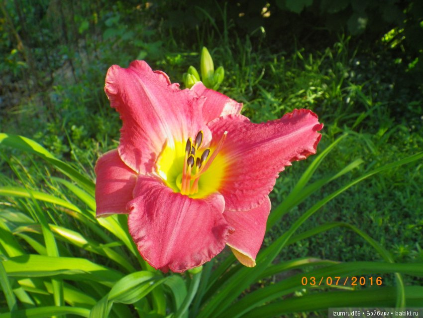 Лилейники в моем саду. Весна все ближе