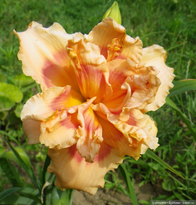 Лилейники в моем саду. Весна все ближе