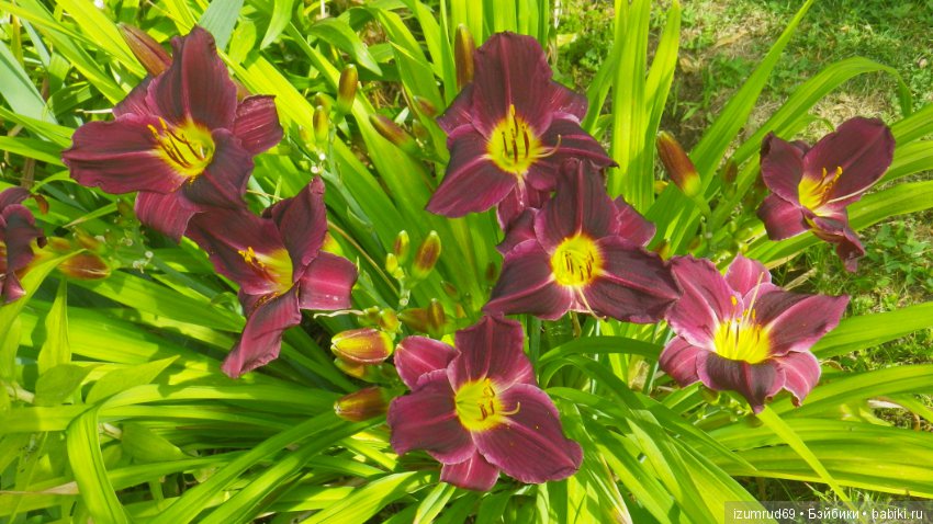 Лилейники в моем саду. Весна все ближе