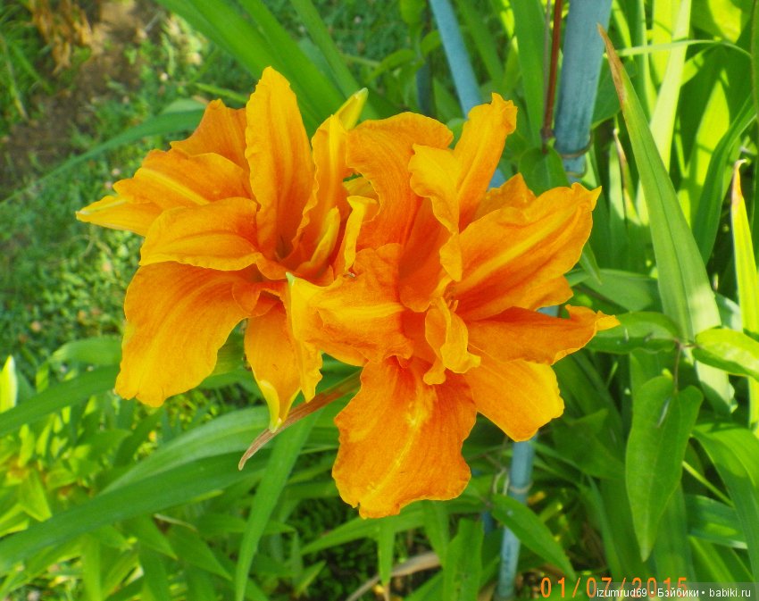 Лилейники в моем саду. Весна все ближе