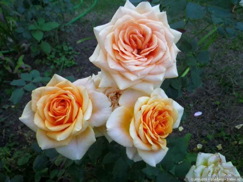 С праздником 8 Марта! Всем розы к празднику