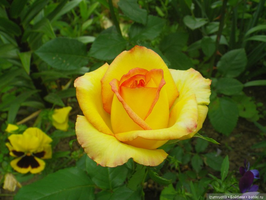 С праздником 8 Марта! Всем розы к празднику (фото 7)