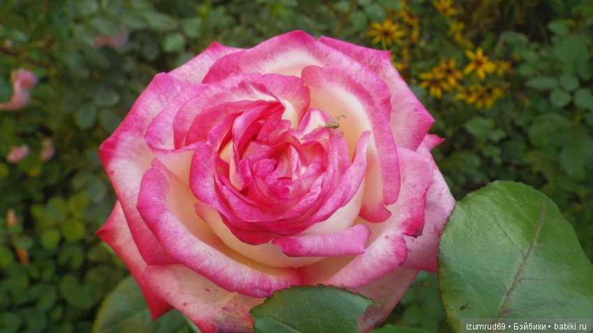 С праздником 8 Марта! Всем розы к празднику