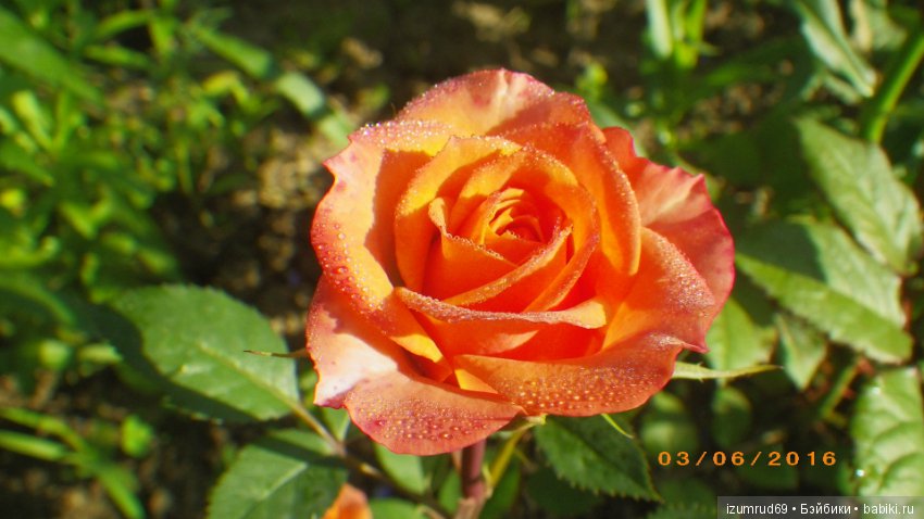 С праздником 8 Марта! Всем розы к празднику