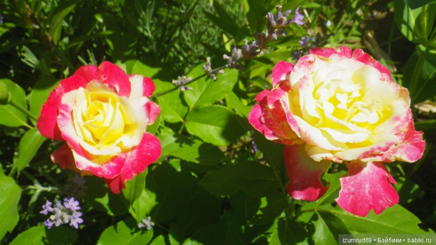 С праздником 8 Марта! Всем розы к празднику