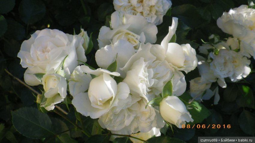 С праздником 8 Марта! Всем розы к празднику