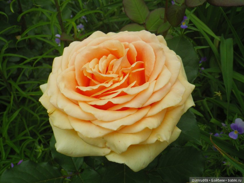 С праздником 8 Марта! Всем розы к празднику (фото 2)