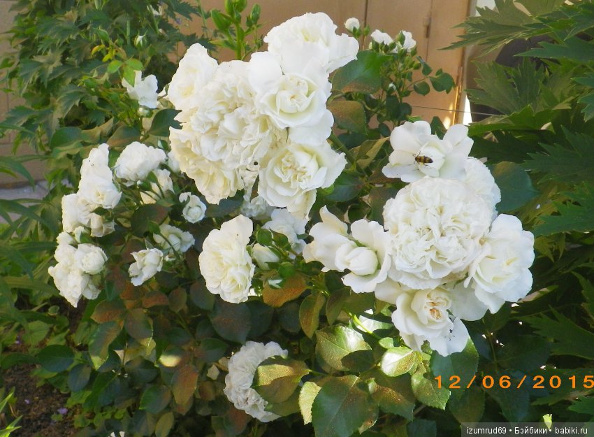 С праздником 8 Марта! Всем розы к празднику